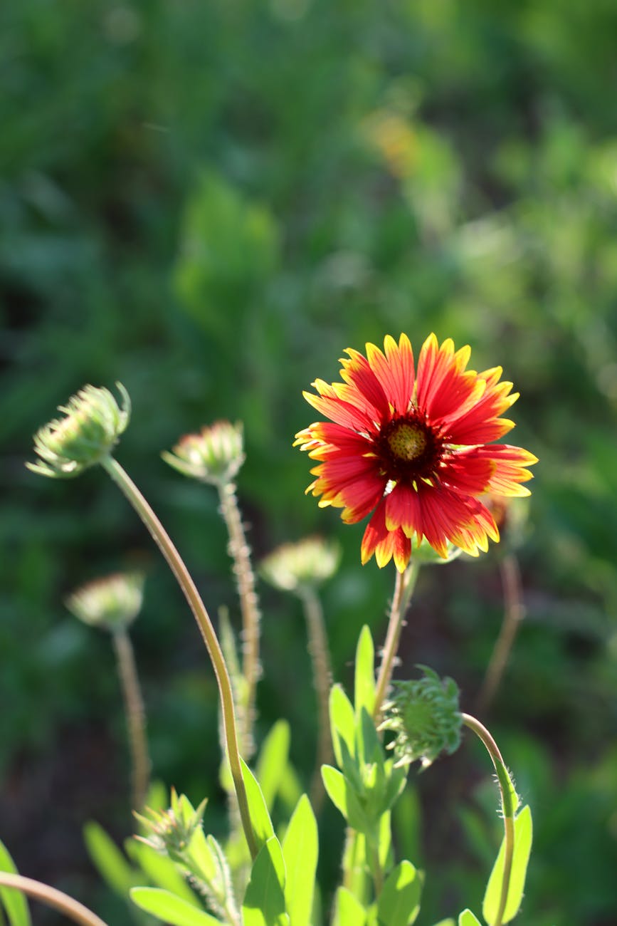 indian blanket in close up photography
