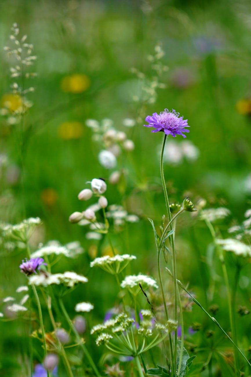 close up of wildflowers on a field