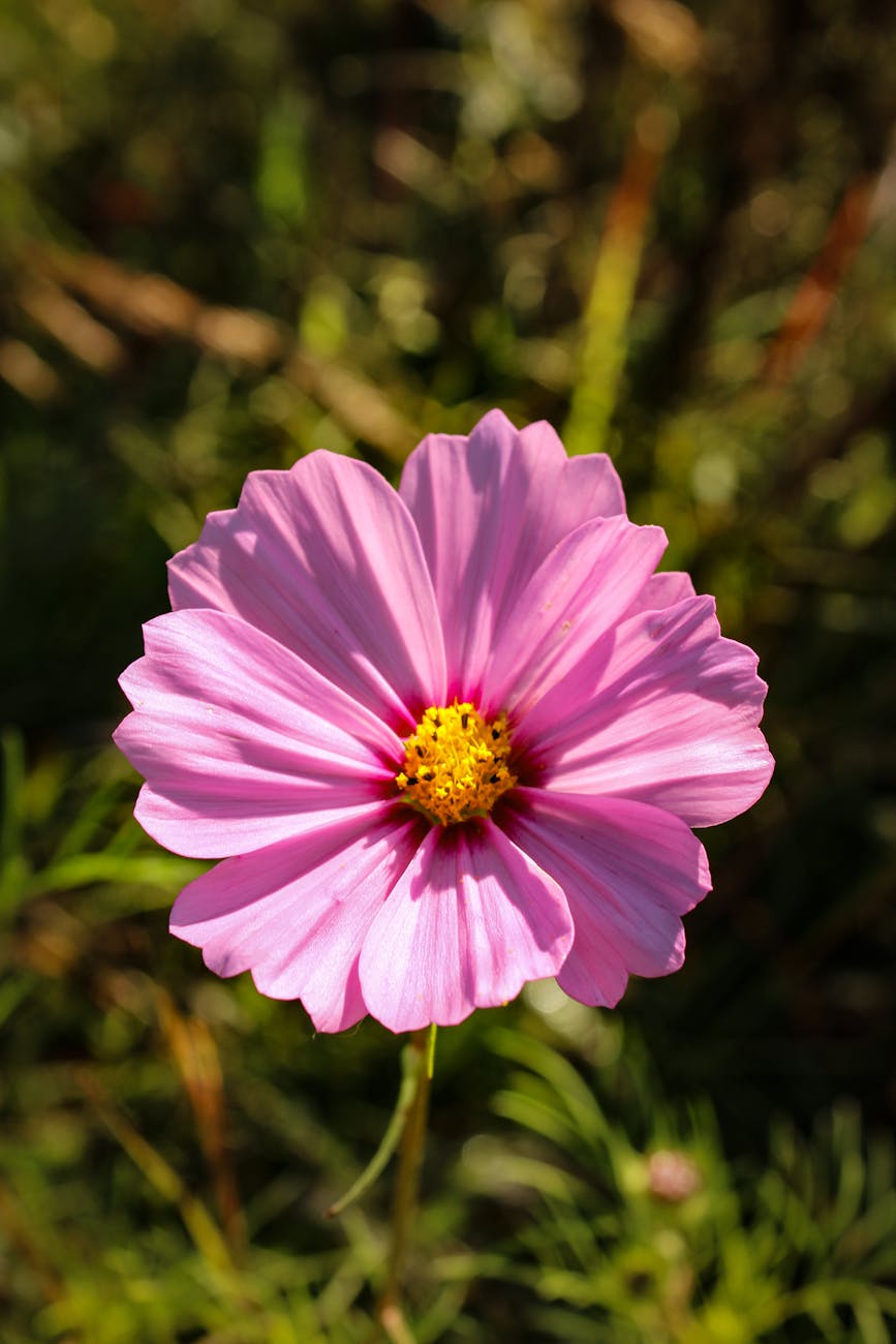 a pink flower in the middle of a field